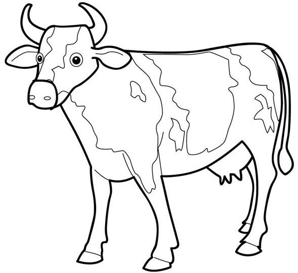 planse desene de colorat vaca vitel taur bou